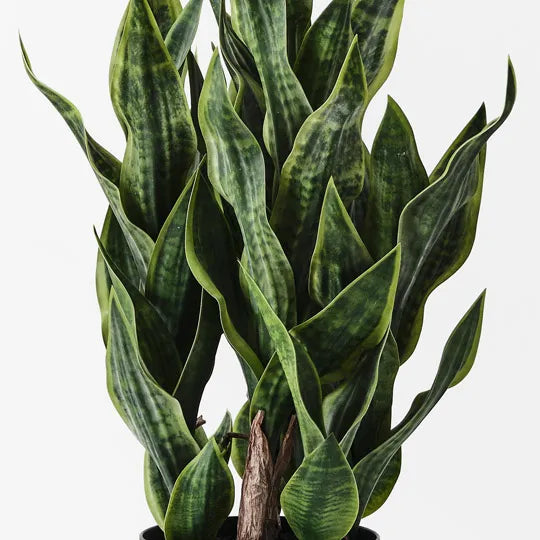 Sansevieria Plant - 99cm