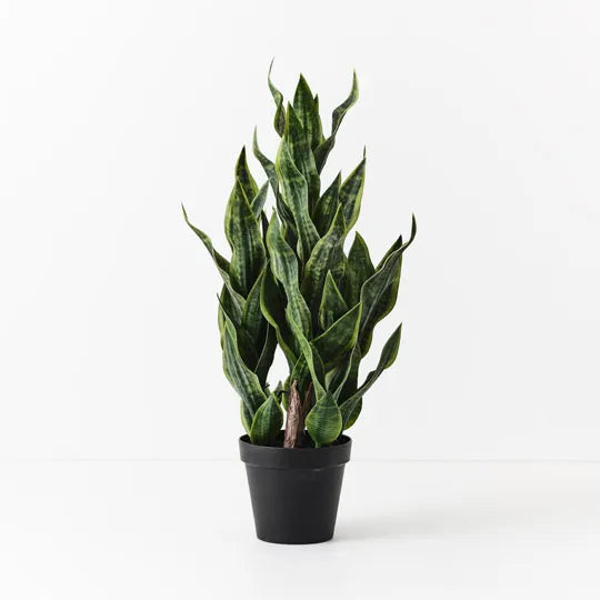 Sansevieria Plant - 99cm