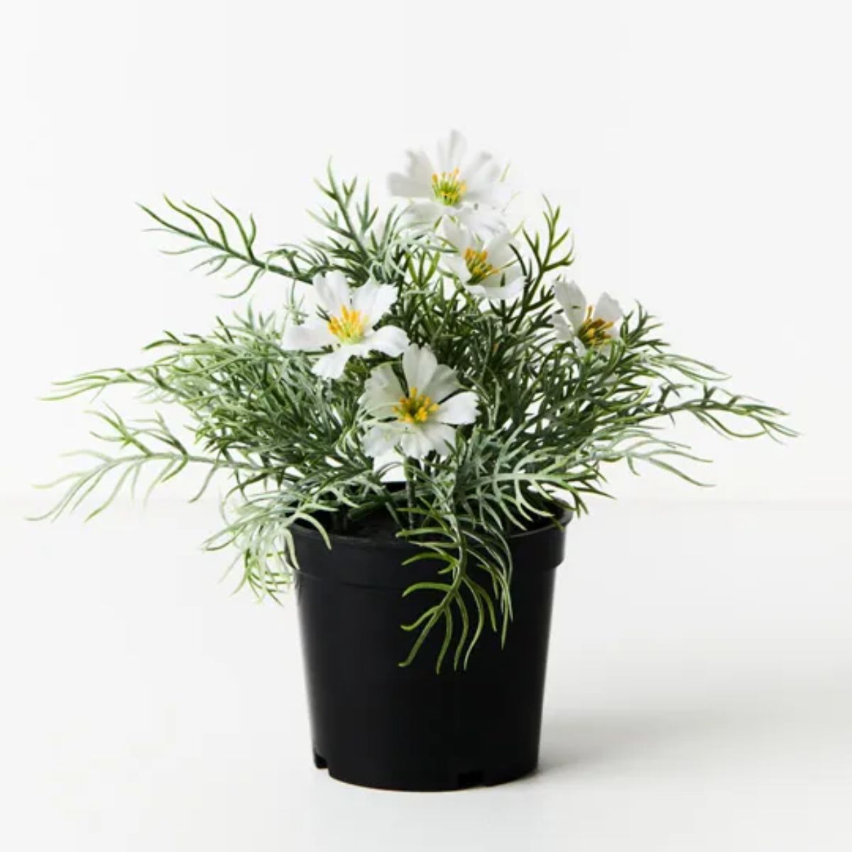 Cosmos Bush - White