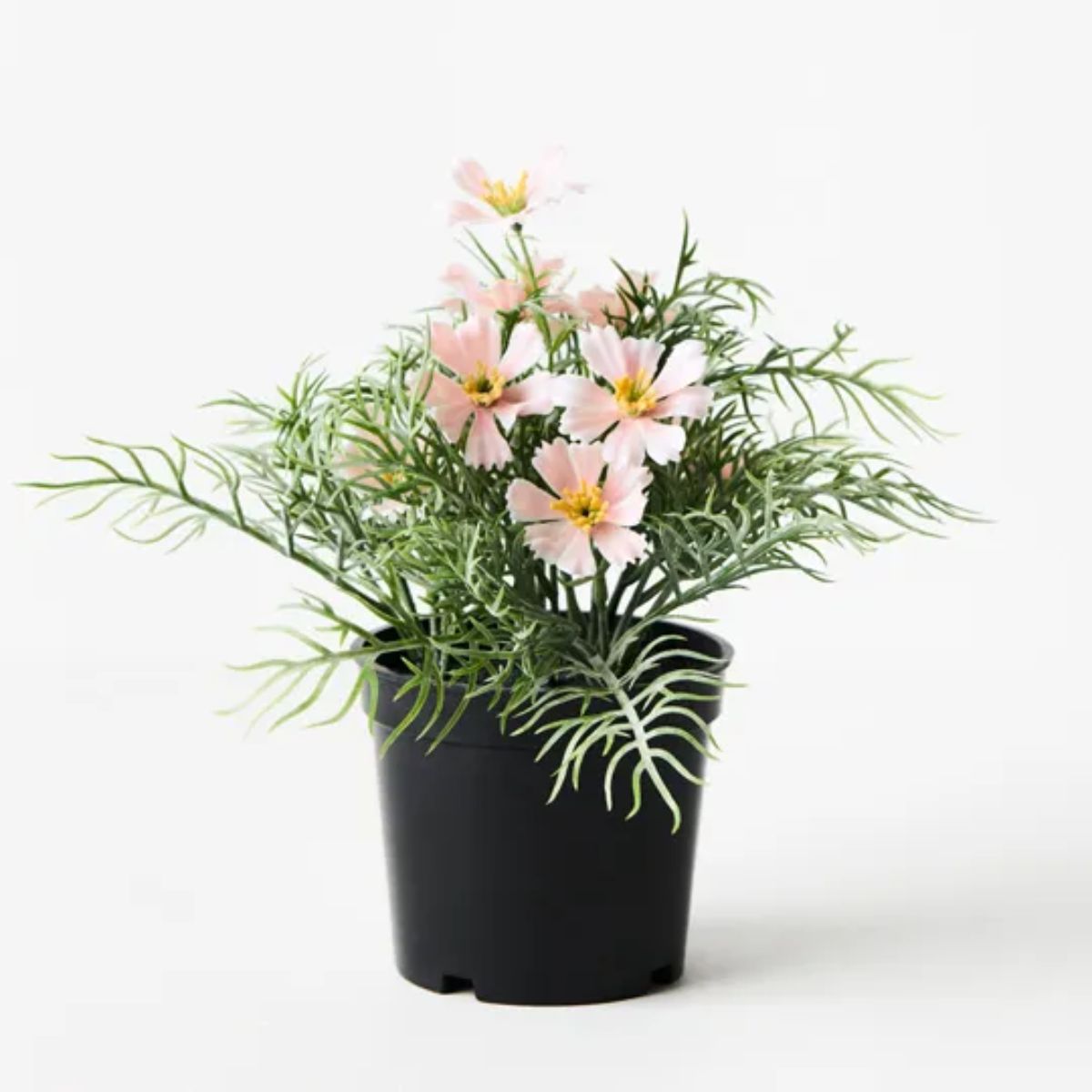 Cosmos Bush - Pink