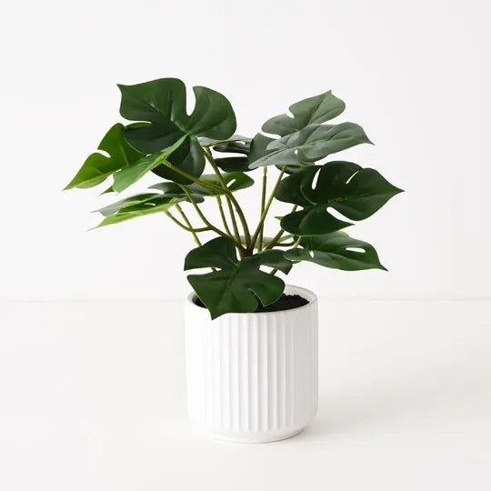 Monstera Plant in Pot