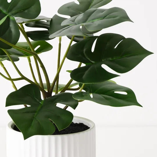 Monstera Plant in Pot