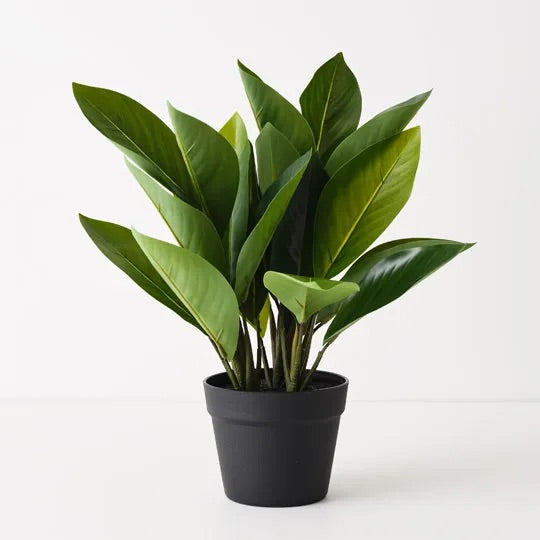 Heliconia Leaf Plant 48cm