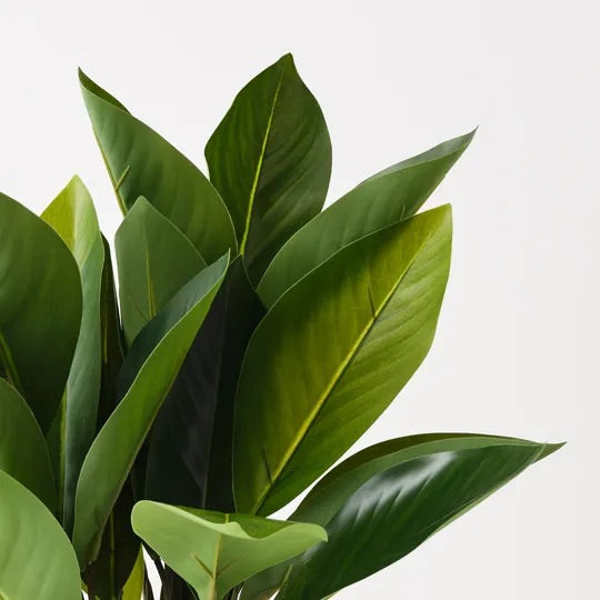 Heliconia Leaf Plant 48cm