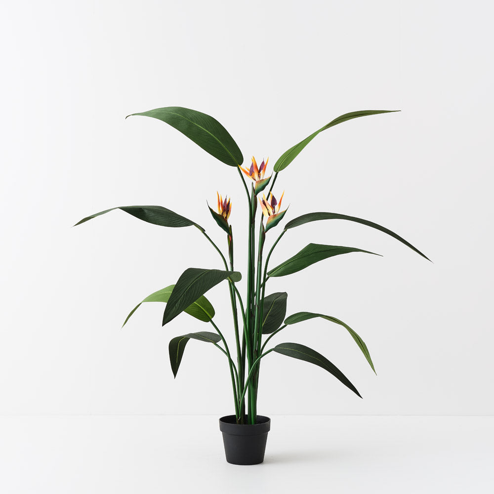 Bird of Paradise Plant with Flowers 150cm