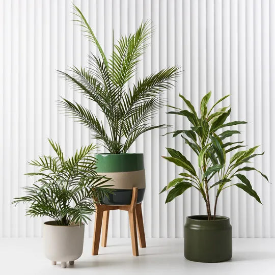 Palm Parlour