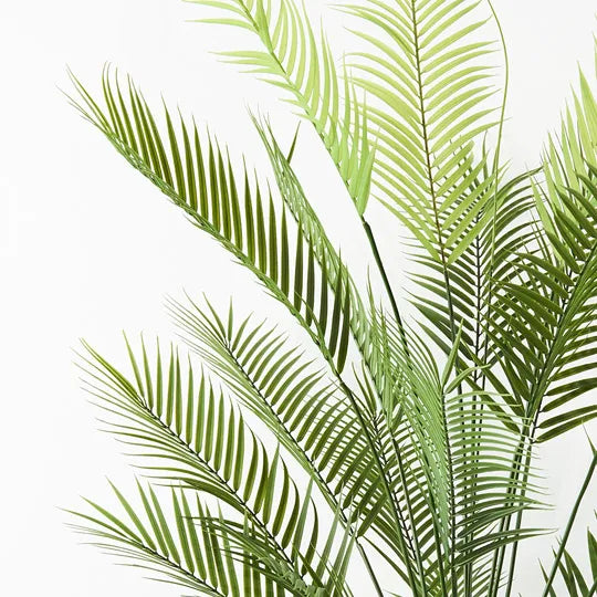 Palm Parlour