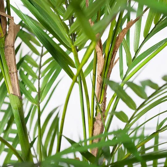 Palm Phoenix