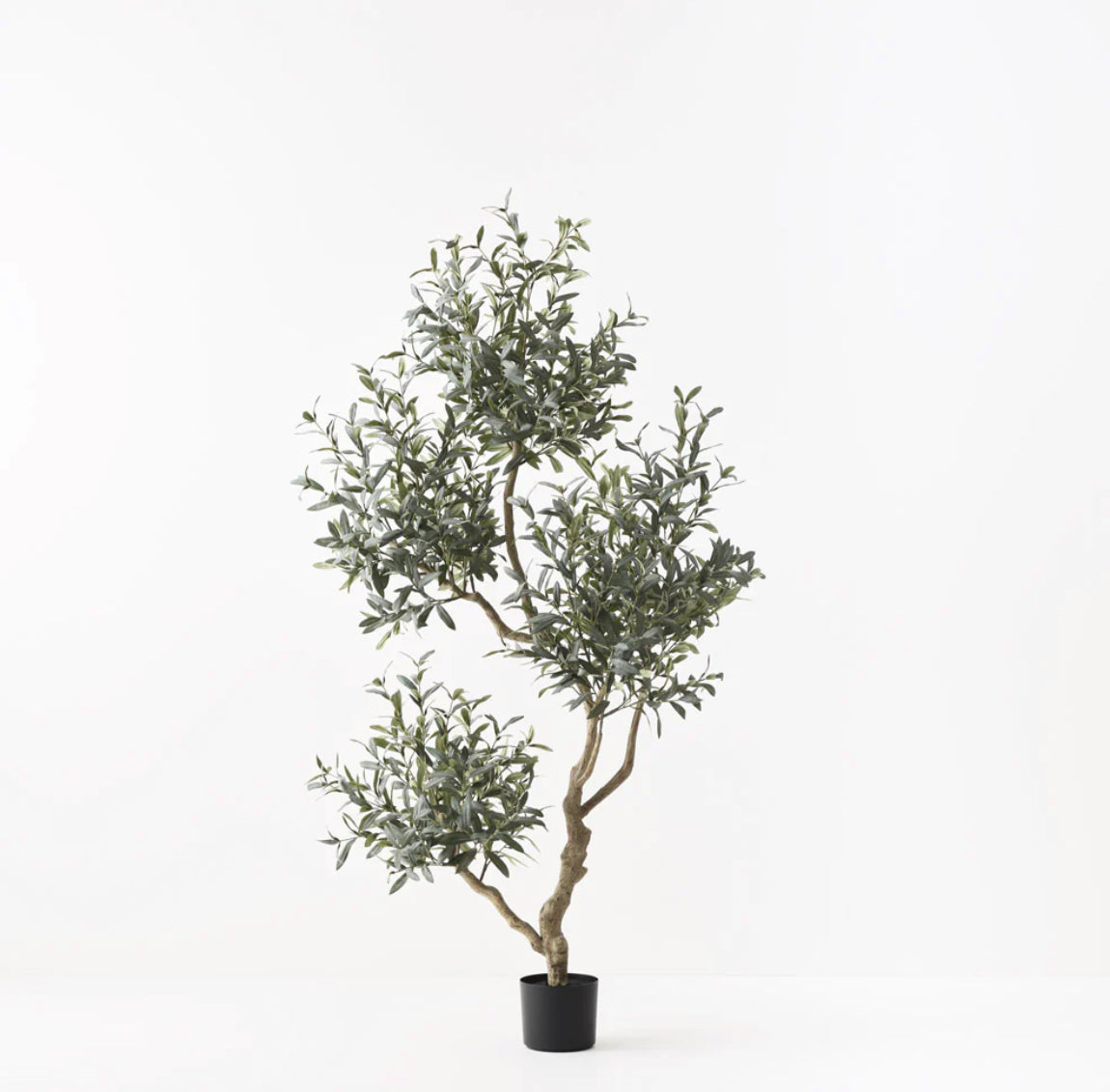Olive Tree (without fruit) 190cm