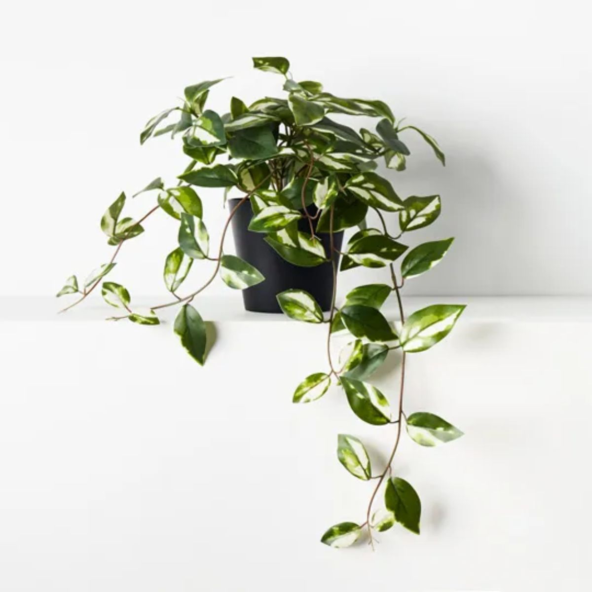 Hoya Variegated Hanging Bush