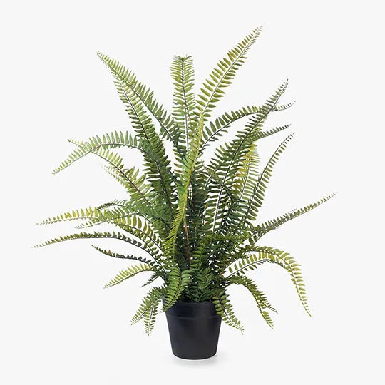 Fern Boston Plant 70cm