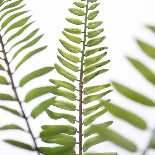 Fern Boston Plant 70cm