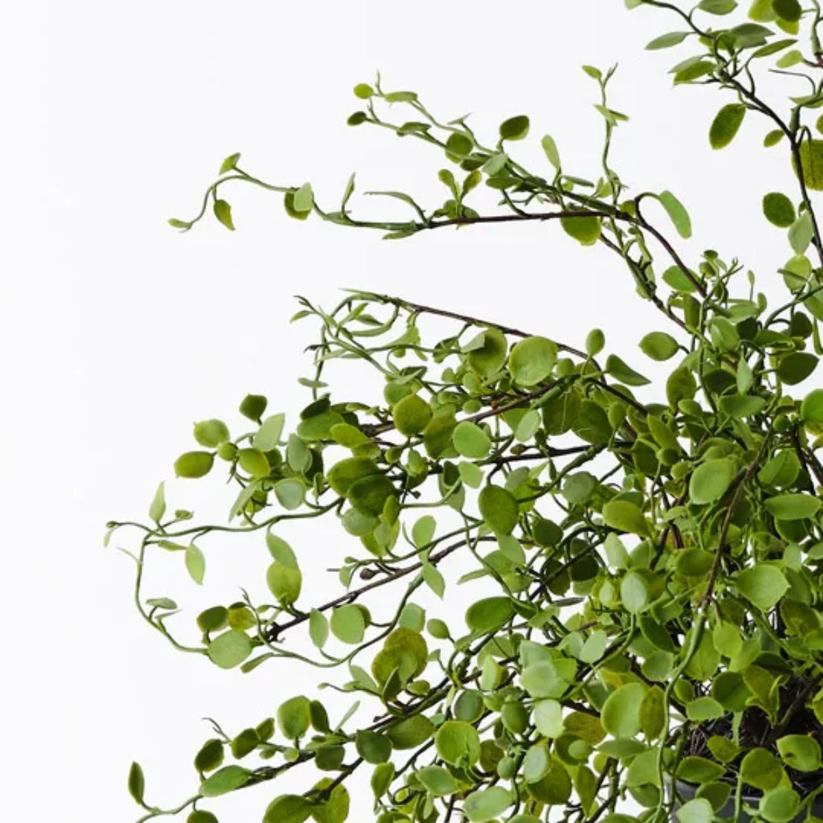 Maidenhair Vine Plant 30cm