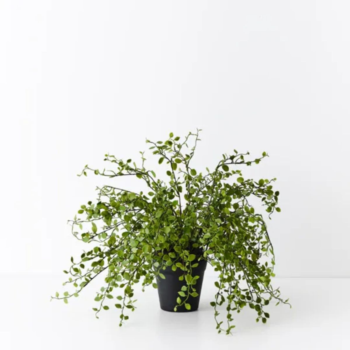 Maidenhair Vine Plant 30cm