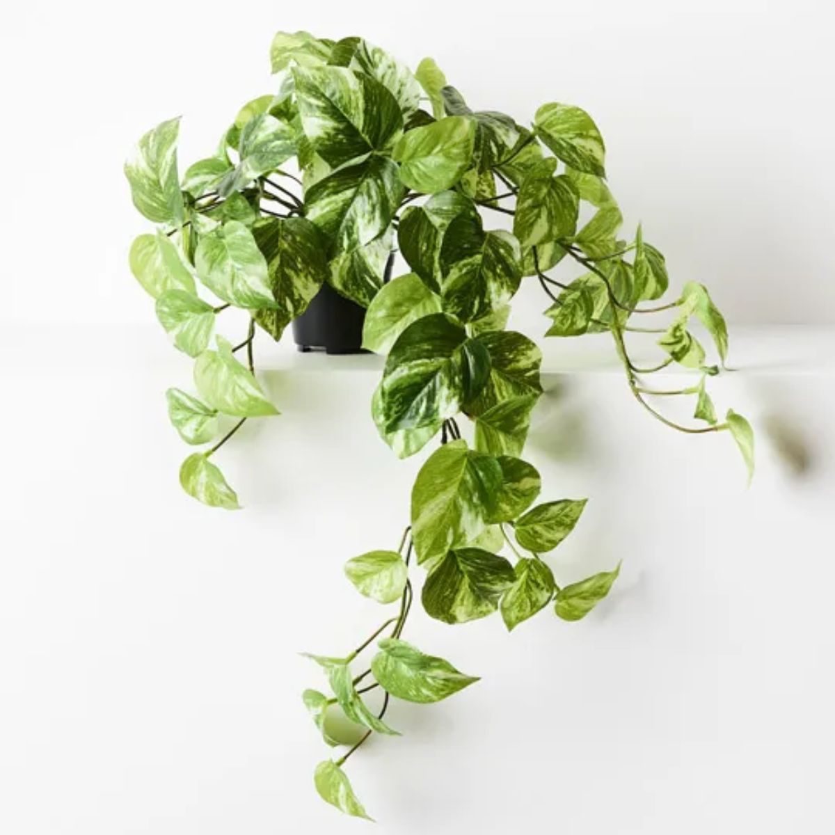 Pothos Variegated Marble Hanging Bush 64cm