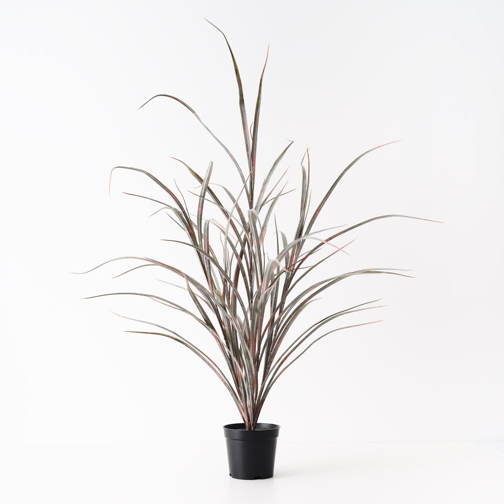 Grass Plant Burgundy Green