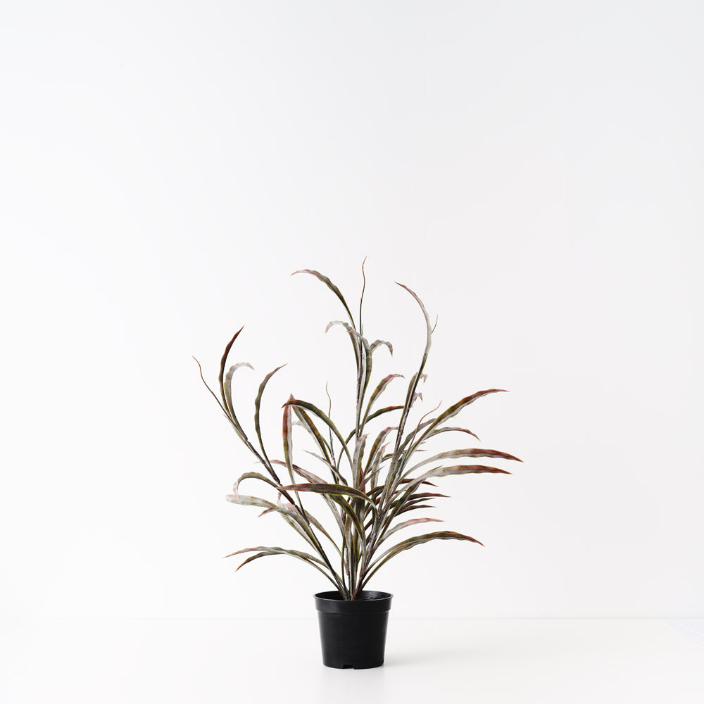 Grass Plant Burgundy Green