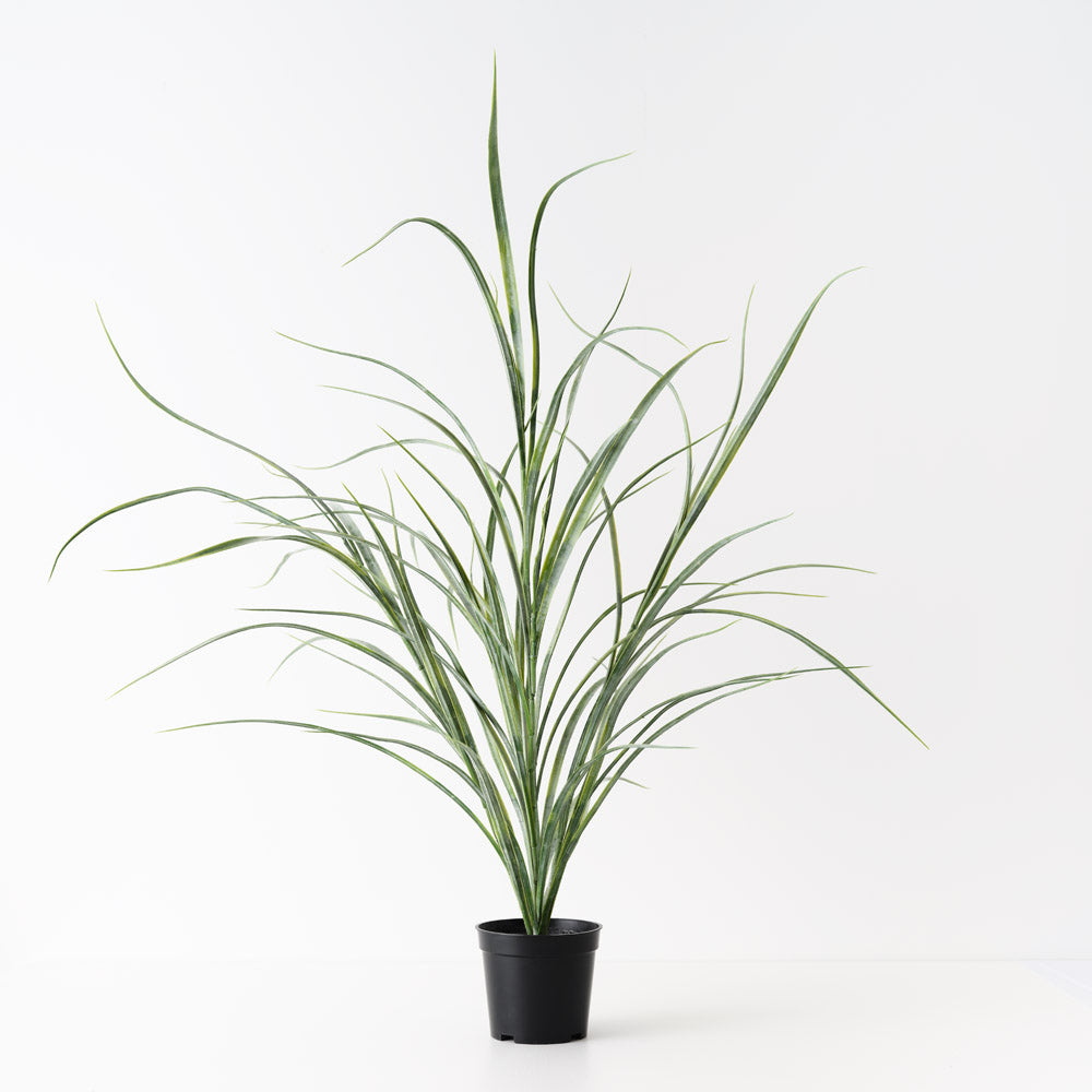 Grass Plant Green