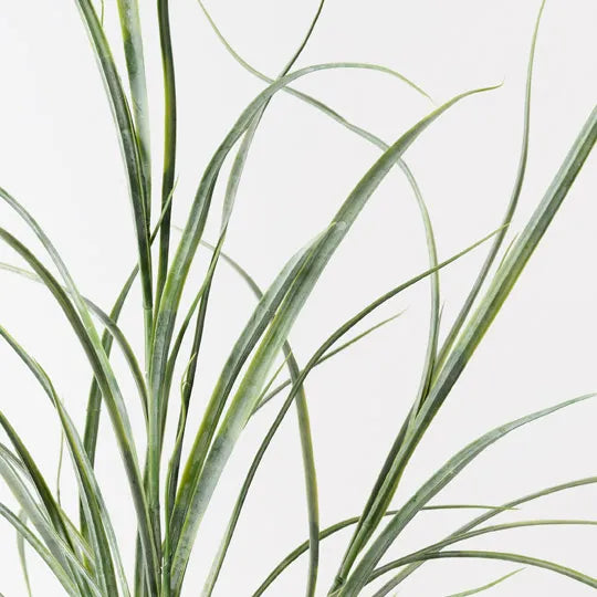 Grass Plant Green