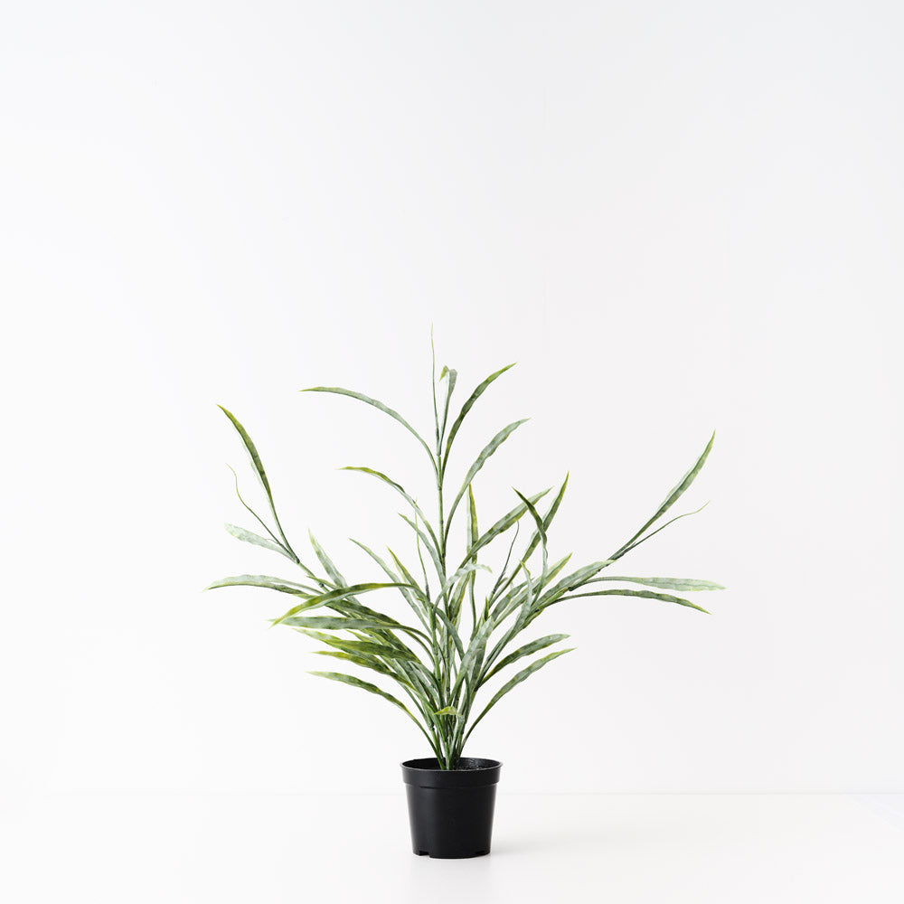 Grass Plant Green