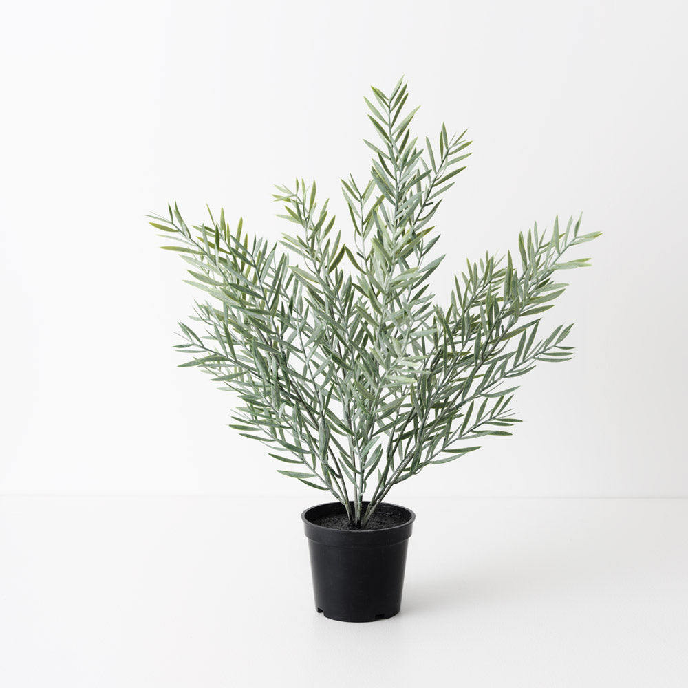 Acacia Leaf Green Grey Plant 43cm