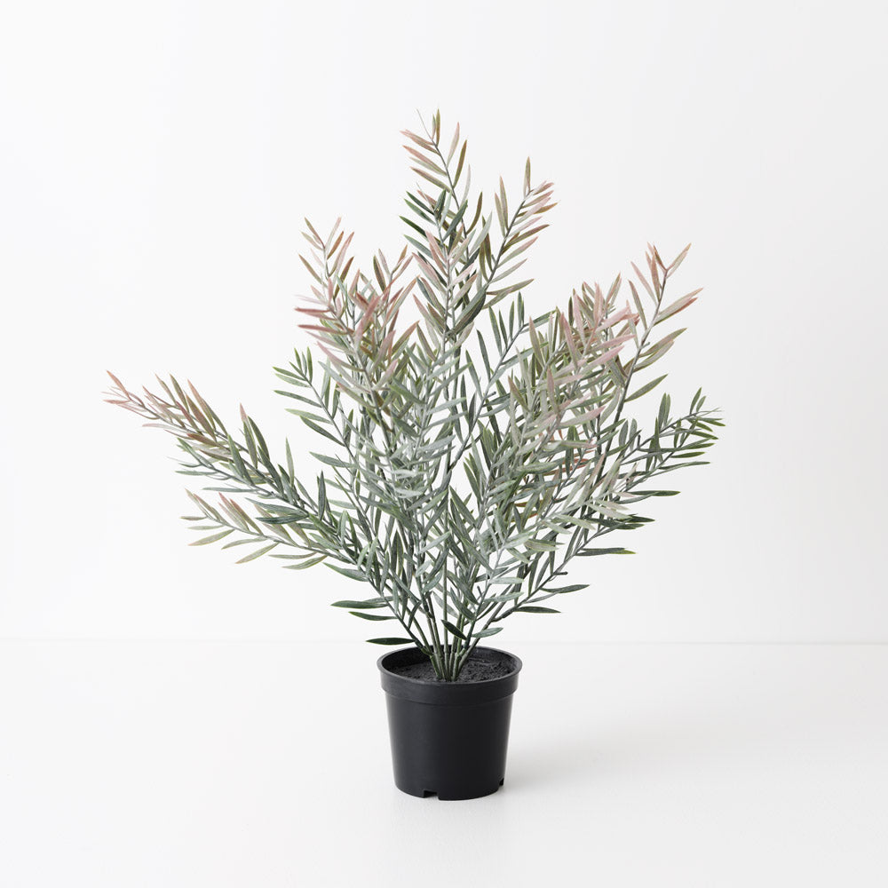 Acacia Leaf Grey Pink Plant 43cm