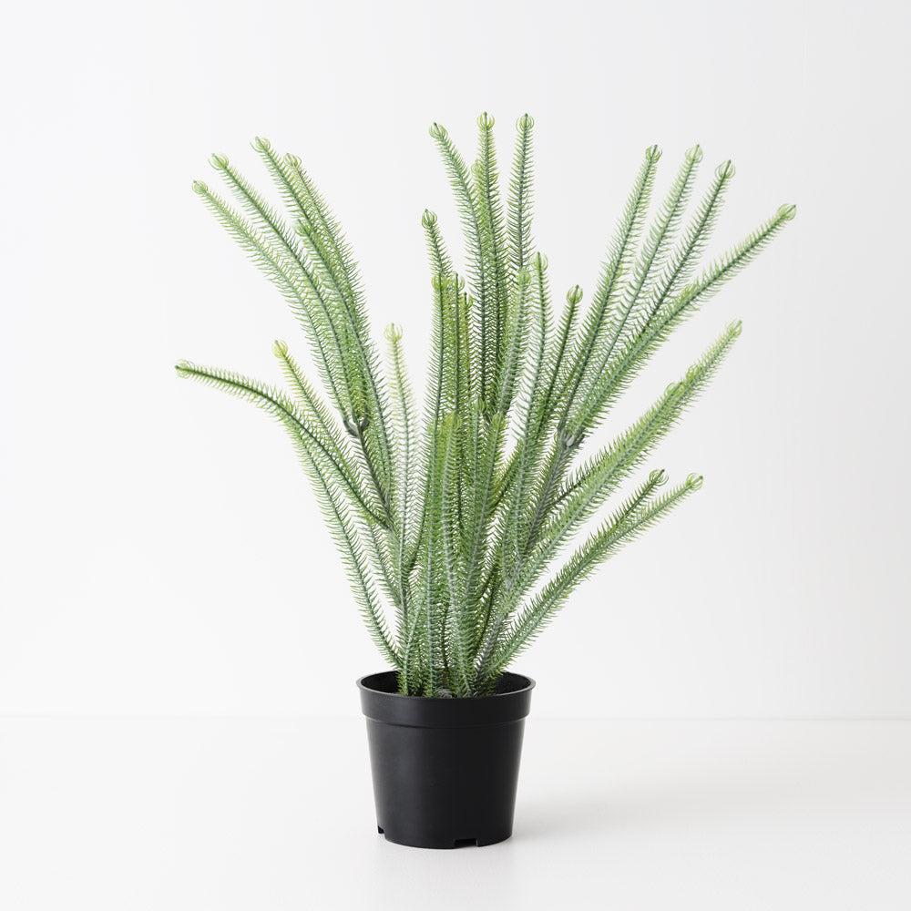 Norfolk Pine Plant 43cm