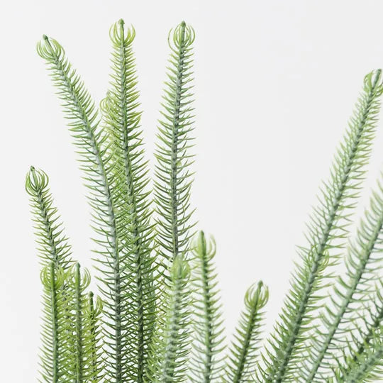 Norfolk Pine Plant 43cm