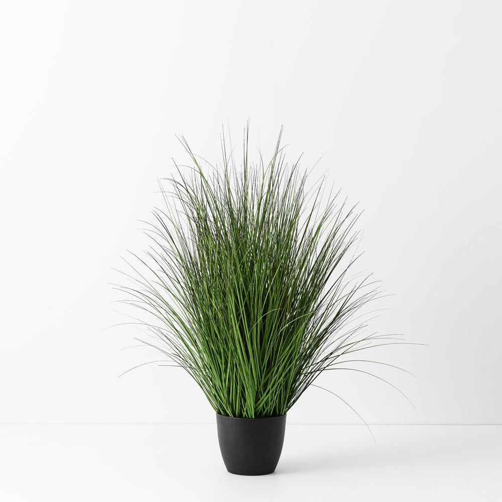 Grass Plant