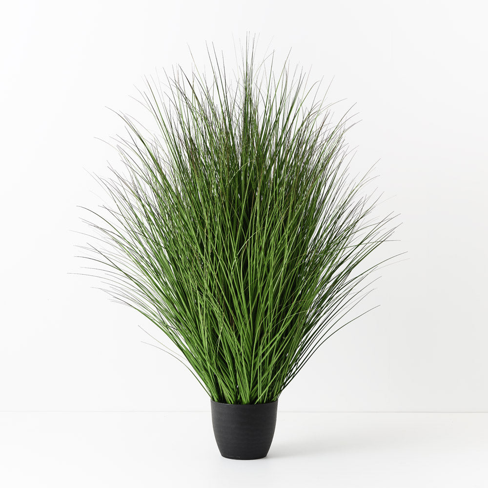 Grass Plant