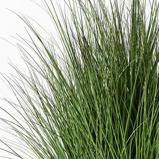 Grass Plant