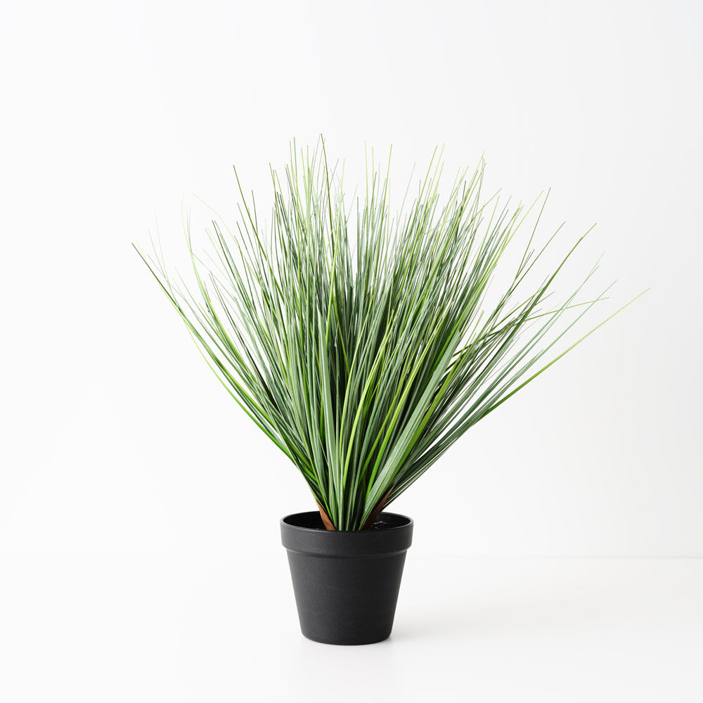 Grass Onion Plant