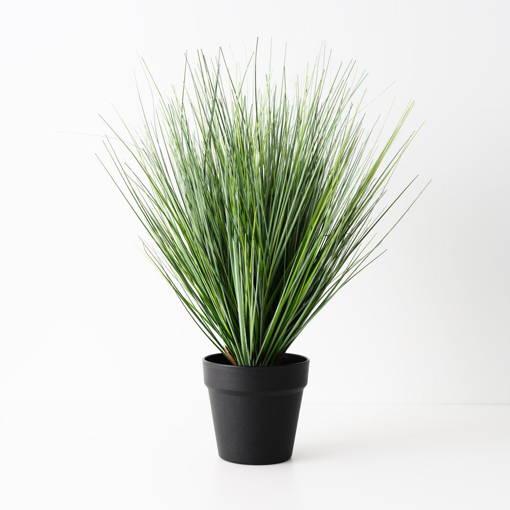 Grass Onion Plant