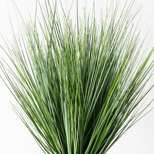 Grass Onion Plant