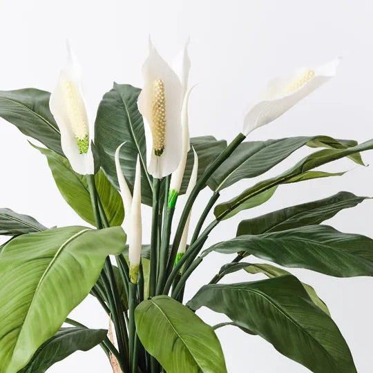 Spathiphyllum Plant 50cm