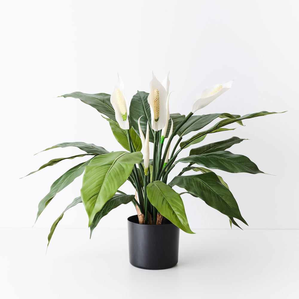 Spathiphyllum Plant 50cm
