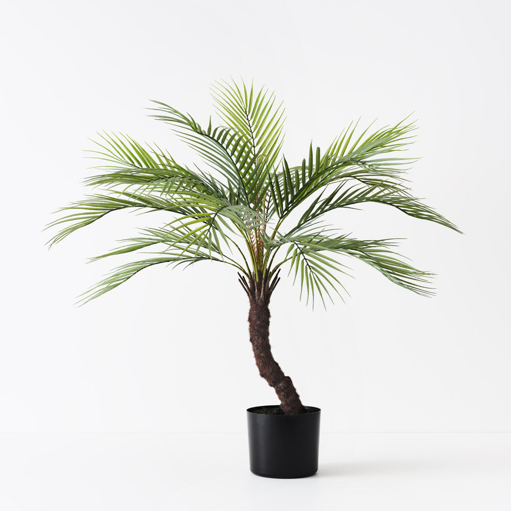 Phoenix Palm 76cm