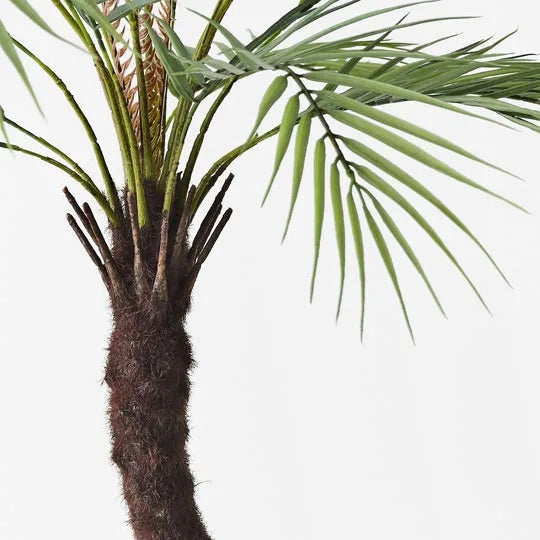 Phoenix Palm 76cm