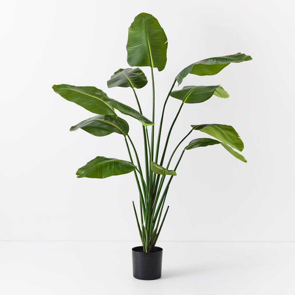 Bird of Paradise Plant 180cm