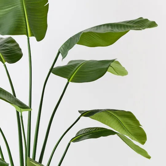 Bird of Paradise Plant 180cm