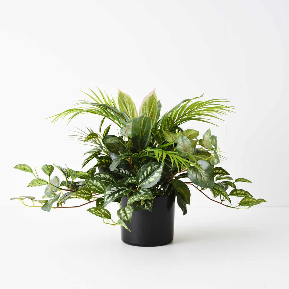 Palm Mixed Plant 48cm