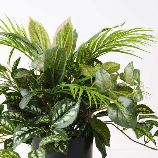 Palm Mixed Plant 48cm