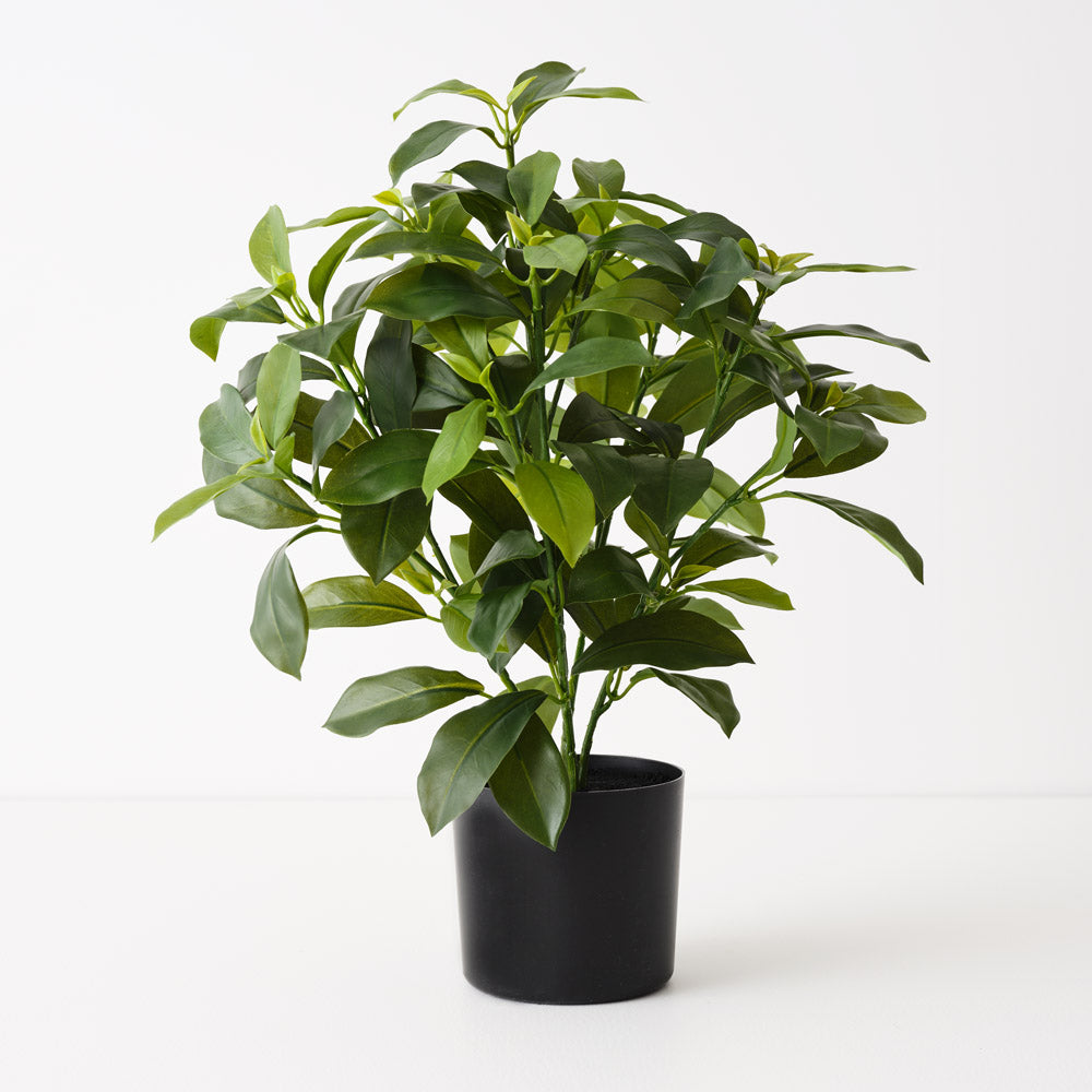 Fagraea Ceilanica Plant