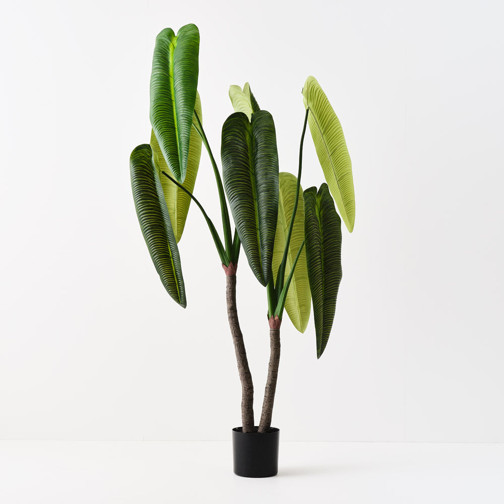 Anthurium Veitchii Plant 180cm