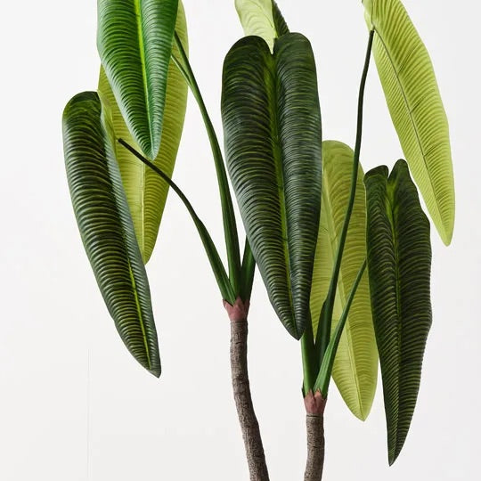 Anthurium Veitchii Plant 180cm