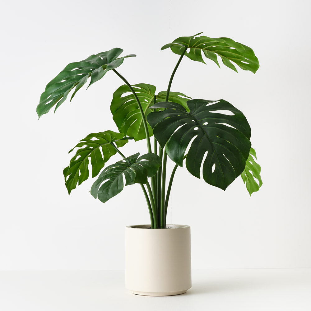 Monstera Plant in Oslo Pot 90cm