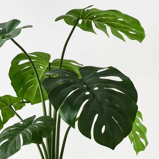 Monstera Plant in Oslo Pot 90cm