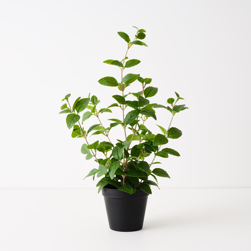 Mint Plant 52cm