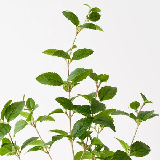 Mint Plant 52cm