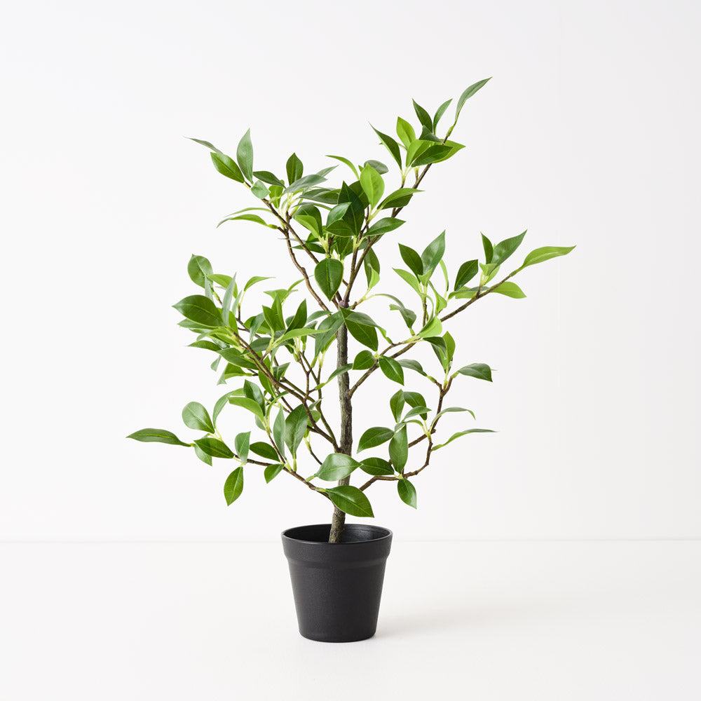 Ficus Plant 49cm